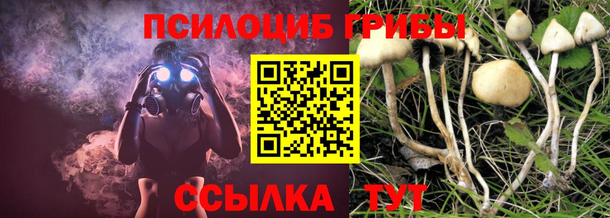Галлюциногенные грибы Psilocybe Канаш